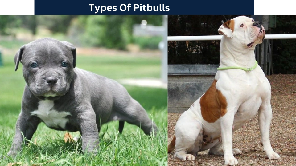 Types Of Pitbulls