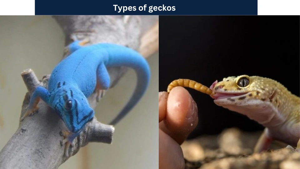 Types of geckos