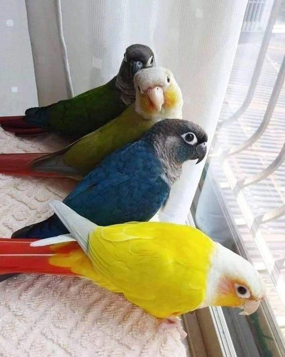 Types of parrots