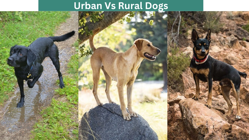 Urban Vs Rural Dogs