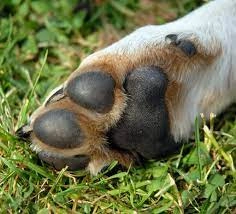 Webbed Feet Dogs