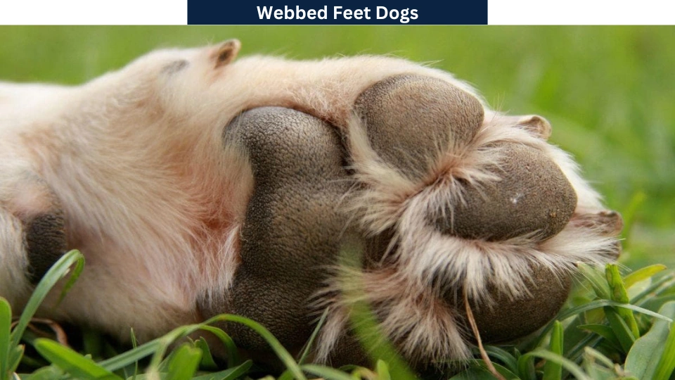 Webbed Feet Dogs