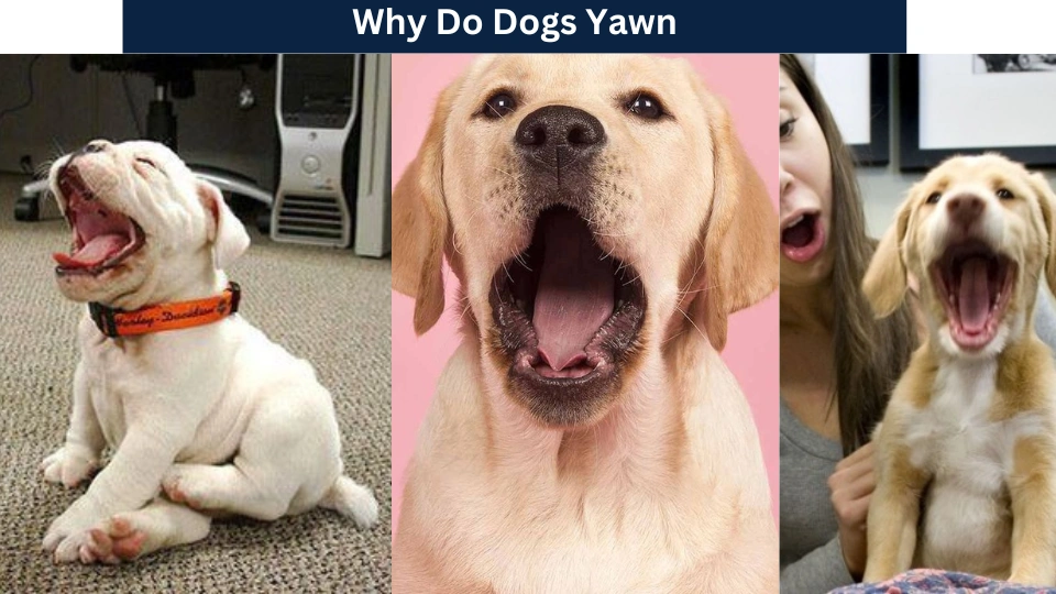 Why Do Dogs Yawn: 3 Reasons