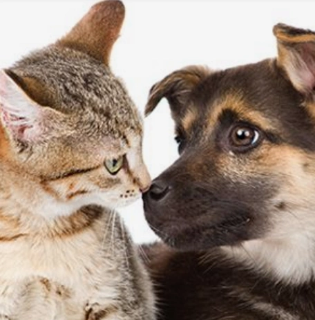 Why Dogs are Better than Cats