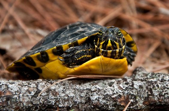 Yellow Belly Turtle