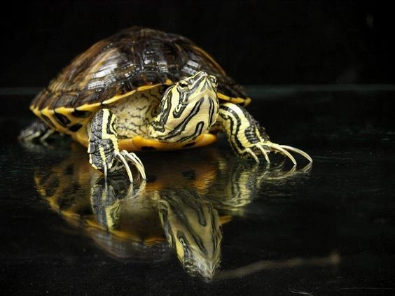 Yellow Belly Turtle
