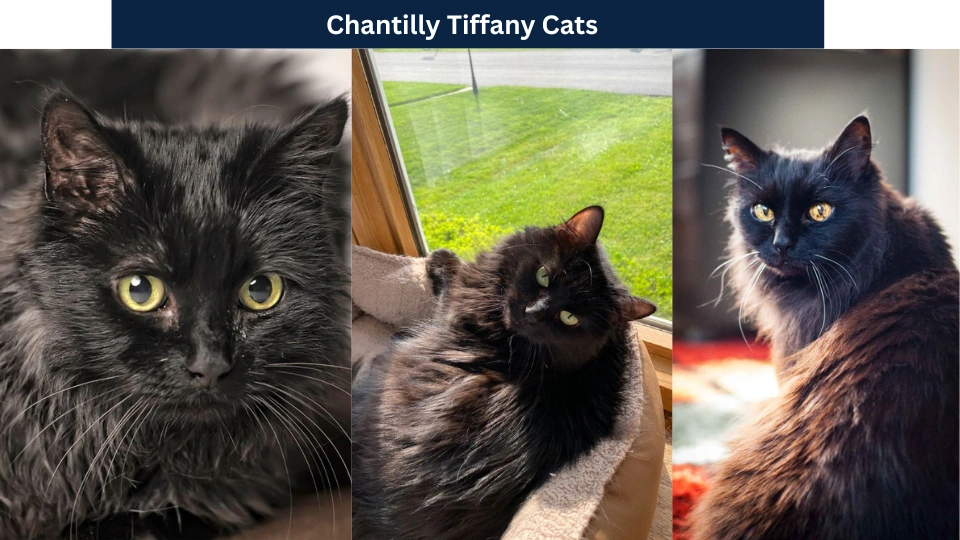 chartilly tiffany cats