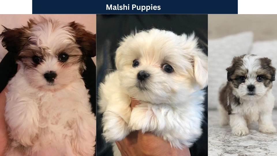 malshi puppies